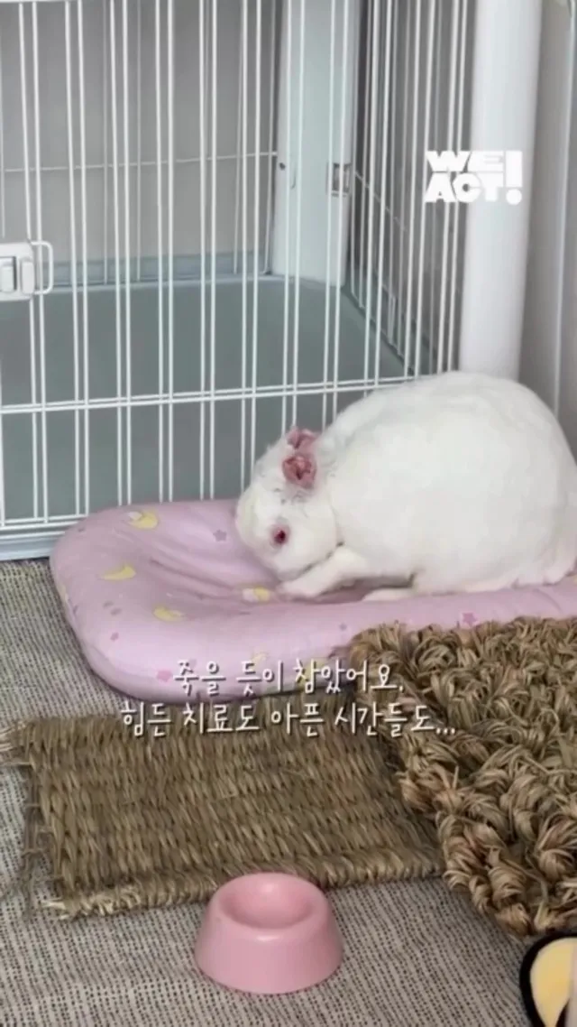 두 귀가 사라진 토끼에게 생긴 가족