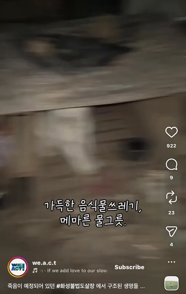 죽음이 예정되어 있던 #화성불법도살장 에서 구조된 생명들.