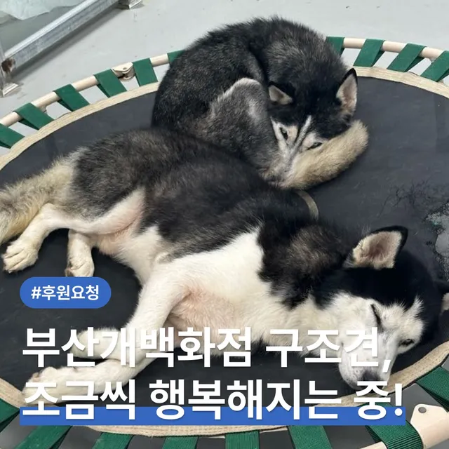 부산개백화점 구조견, 조금씩 행복해지는 중!
