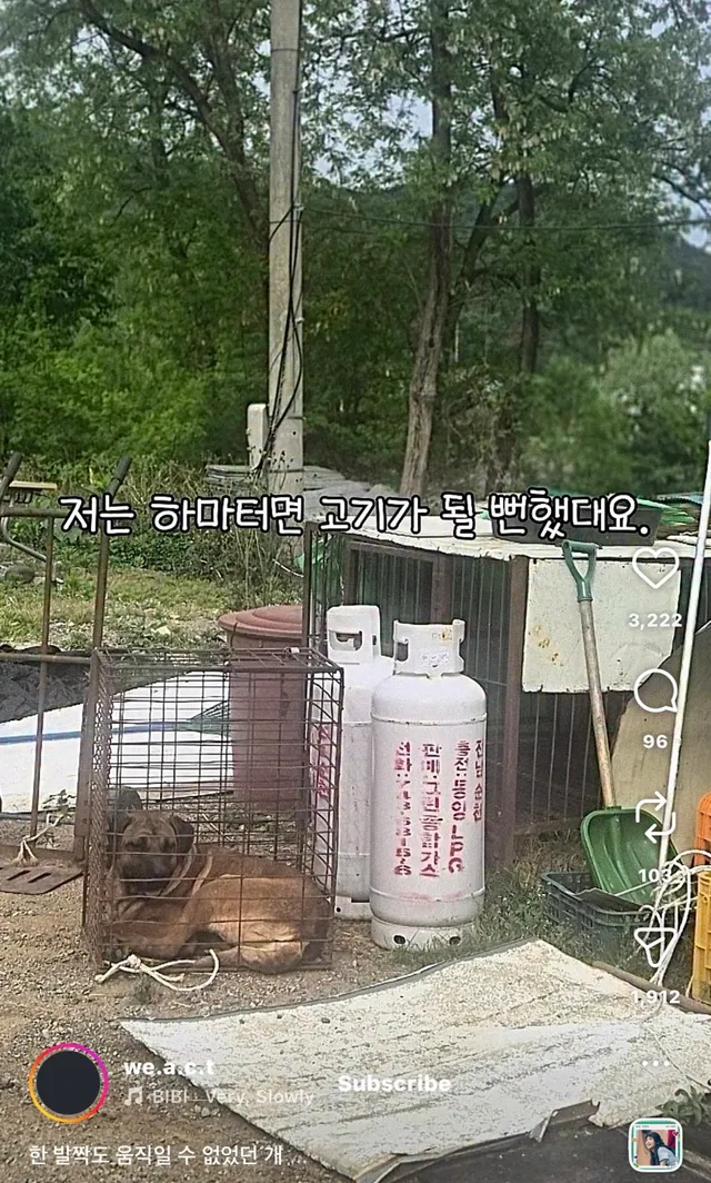 한 발짝도 움직일 수 없던 개