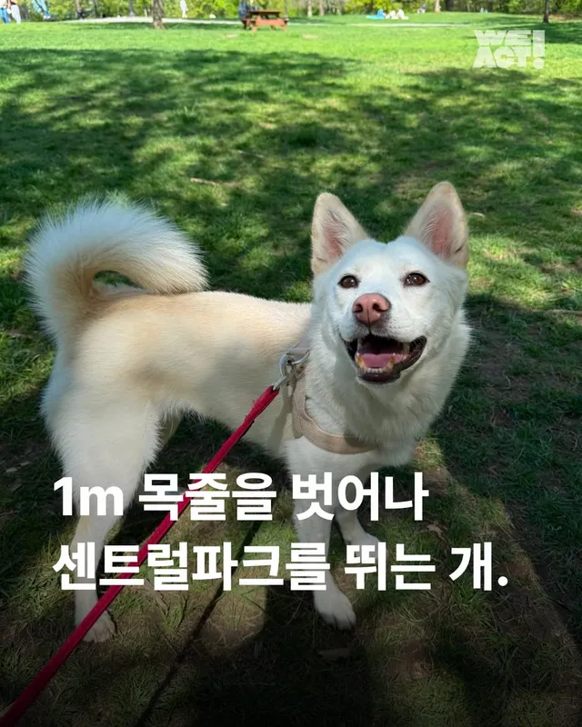 1m 목줄을 벗어나 센트럴파크를 뛰는 개