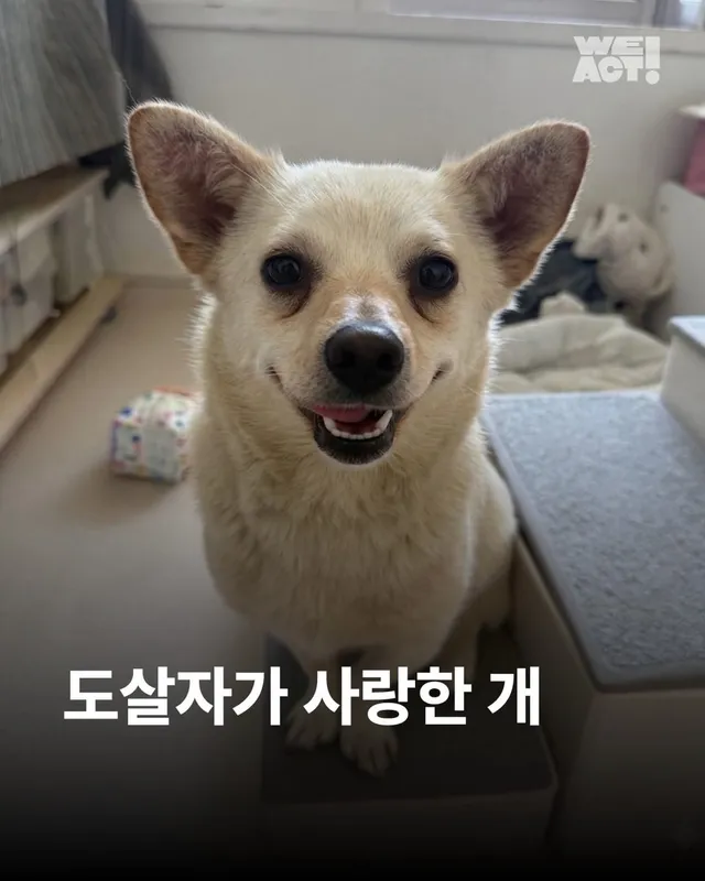 도살자가 사랑한 개