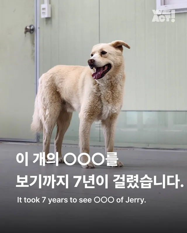 이 개의 ㅇㅇㅇ을 보기까지 7년이 걸렸습니다
