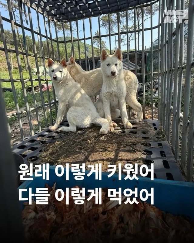 원래 이렇게 키웠어 다들 이렇게 먹었어