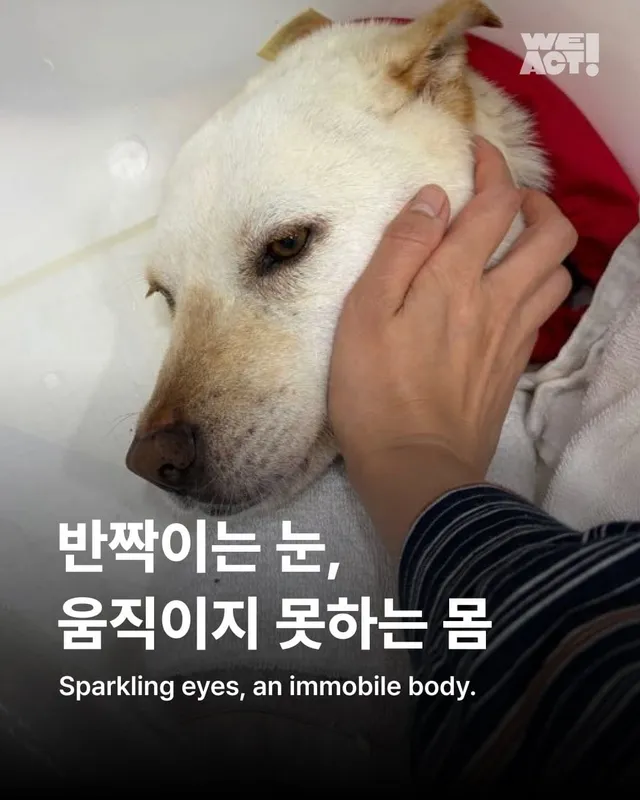 반짝이는 눈, 움직이지 못하는 몸
