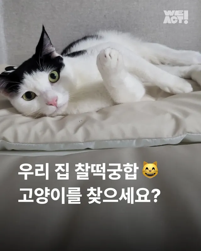 우리 집 찰떡궁합 고양이를 찾으세요 ?