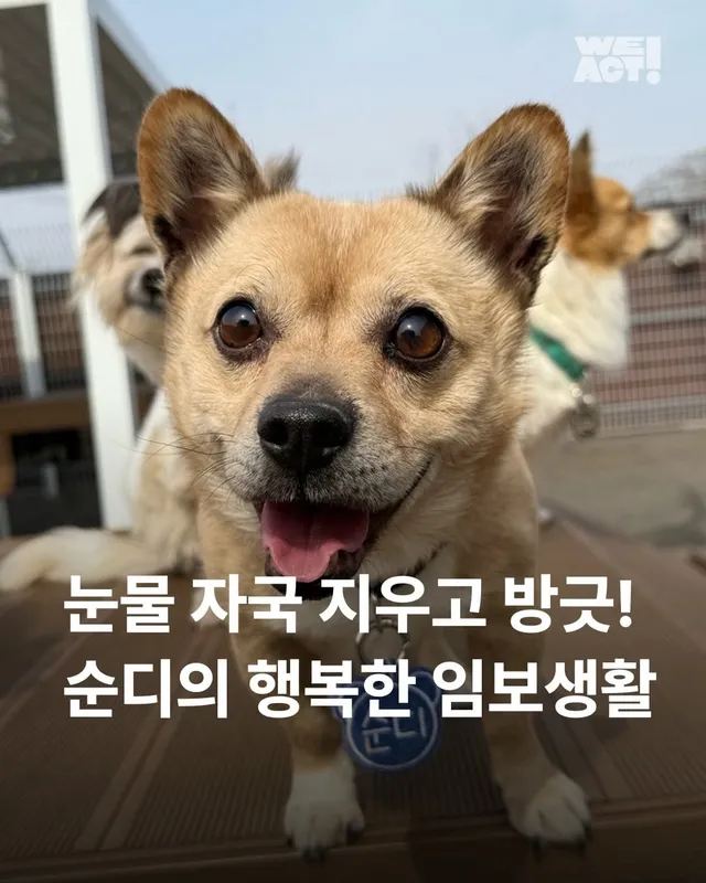 사랑 가득한 순디의 임보생활