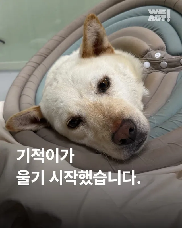 기적이가 울기 시작했습니다