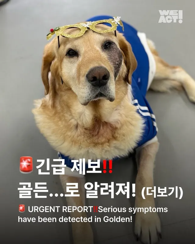 긴급 골든에게...로 알려져(더보기)
