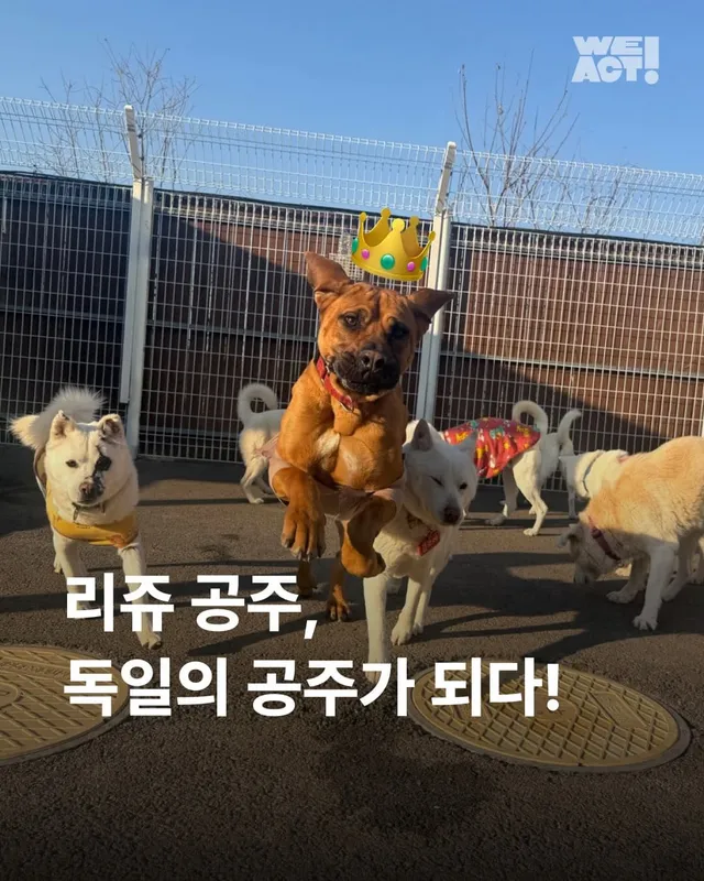 독일에서 도착한 리쥬의 편지