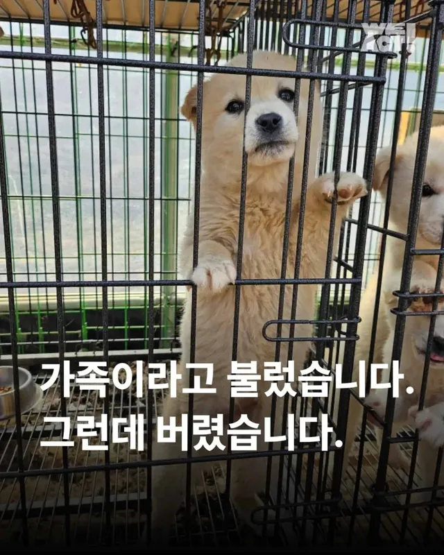 가족이라고 불렀습니다. 그런데 버렸습니다.