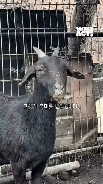 이제 혼자가 아닌 염소의 소식