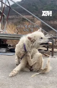 한쪽 다리를 잃은 개가 수술 후 보인 모습