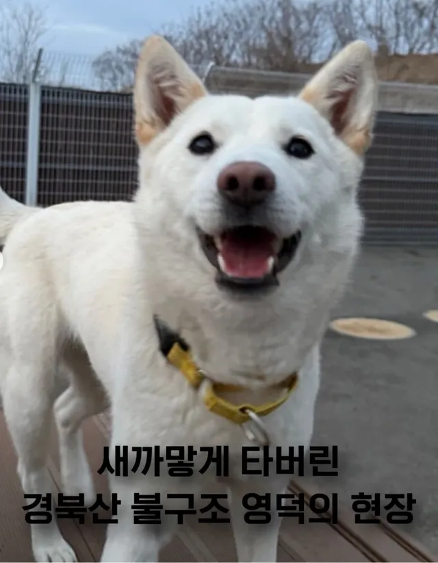 새까맣게 타버린 경북산 불구조 영덕 현장