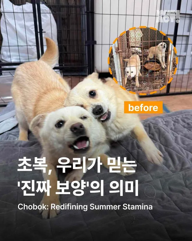초복, 우리가 믿는 진짜 보양의 의미