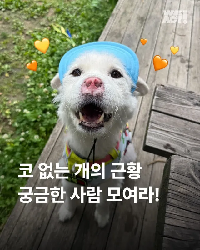 코 없는 개의 근황, 궁금한 사람 모여라!
