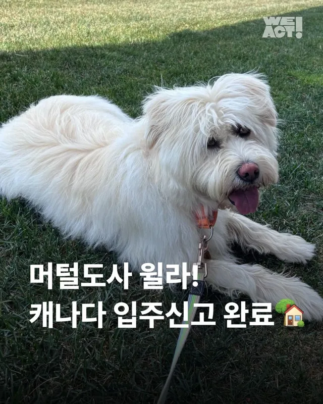 머털도사 윌라! 캐나다 입주 신고 완료!