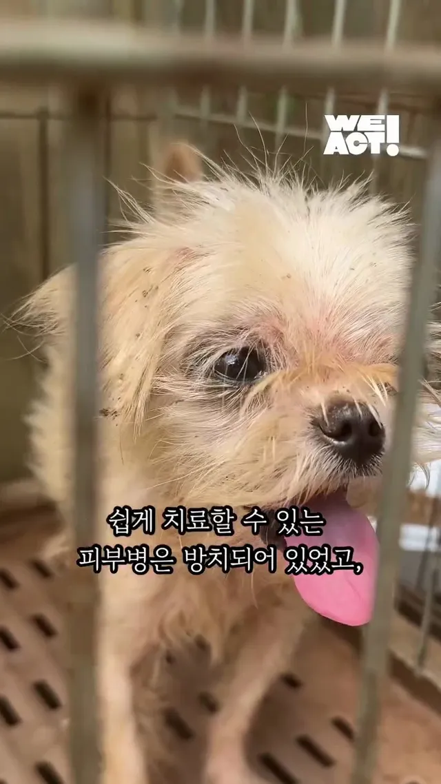 심각한피부병말티즈들 구조후 어떻게 바뀌었나요