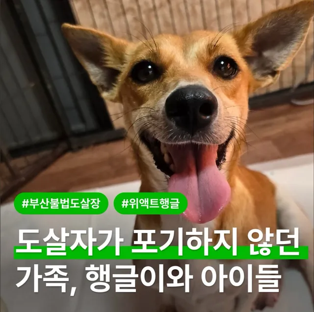 도살자가 계속 키우겠다고 한 엄마 개와 아기 개들