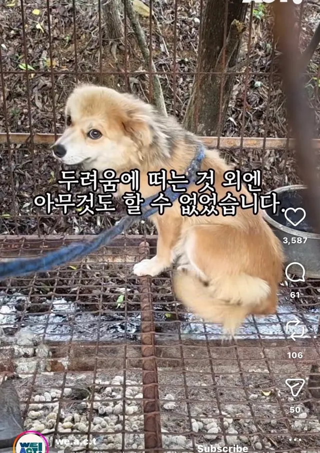 개고기가 될 뻔한 작은 개