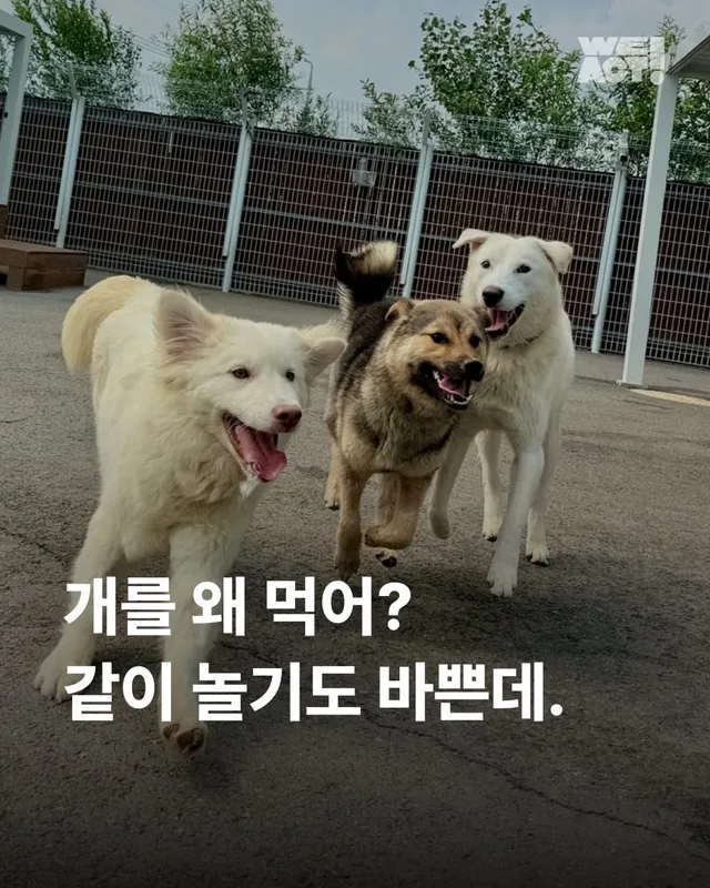 개를 왜 먹어? 같이 놀기도 바쁜데.