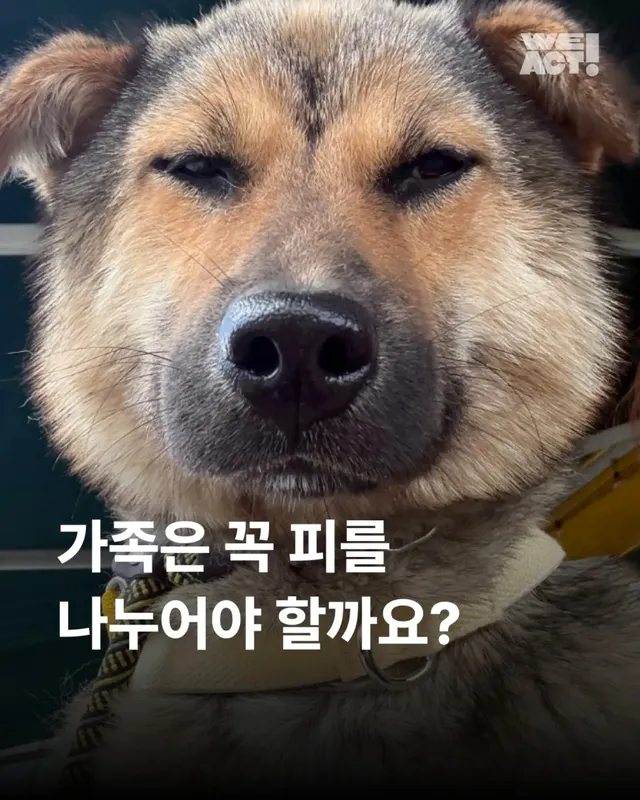 가족은 꼭 피를 나누어야 할까요?