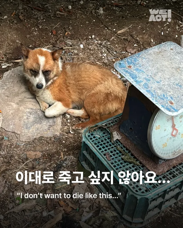 이대로 죽고싶지 않아요