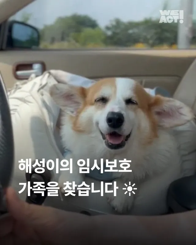 해성이의 임시보호 가족을 찾습니다