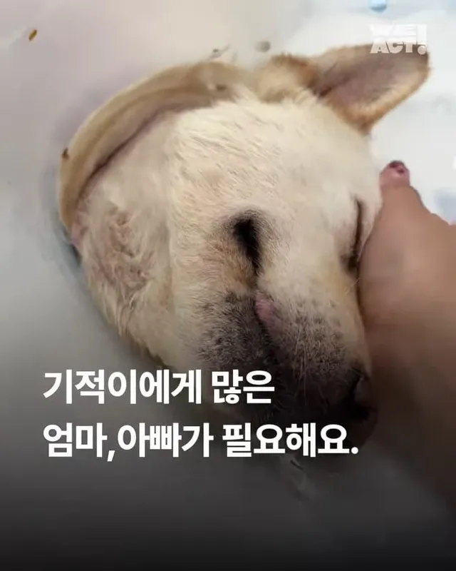 기적이에게 많은 엄마아빠가 필요해요