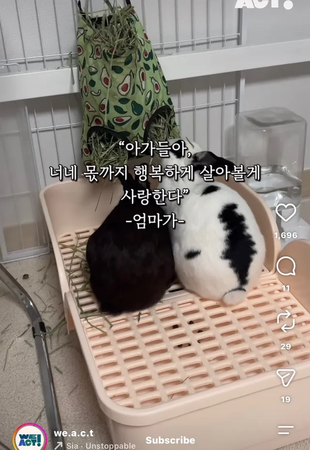 월아 입양 후기