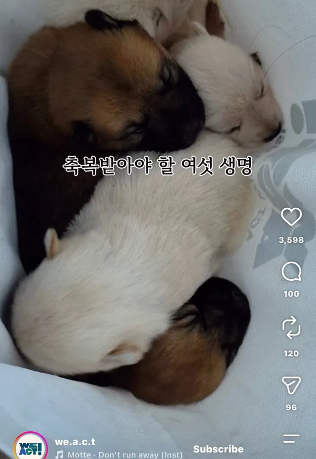 꼬리를 흔들며 죽음을 앞둔 엄마 개