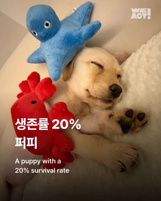 생존률 20% 퍼피