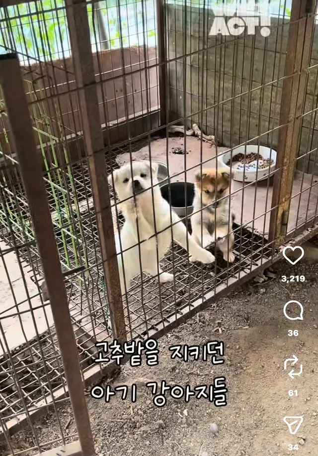 밤톨, 설기 입양 후기