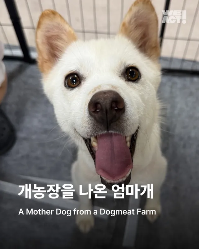 개농장을 나온 엄마 개