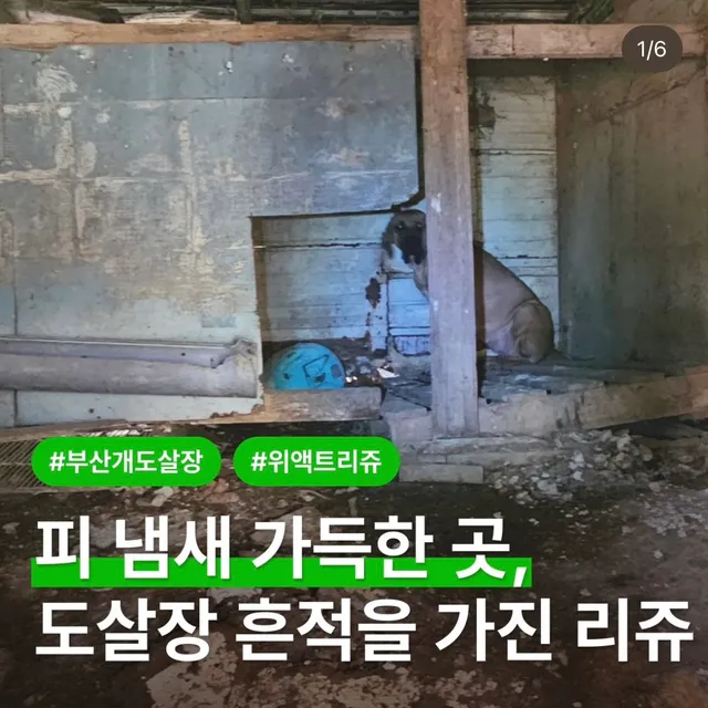 피 냄새 가득한 곳, 도살장 흔적을 가진 리쥬