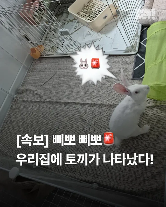 삐뽀삐뽀 토끼가 나타났다