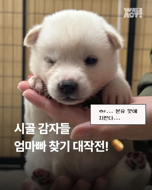 시골감자 엄마빠 찾기