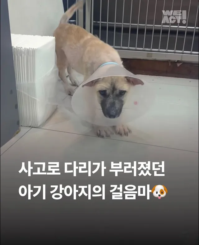 차에 치인 아기 강아지