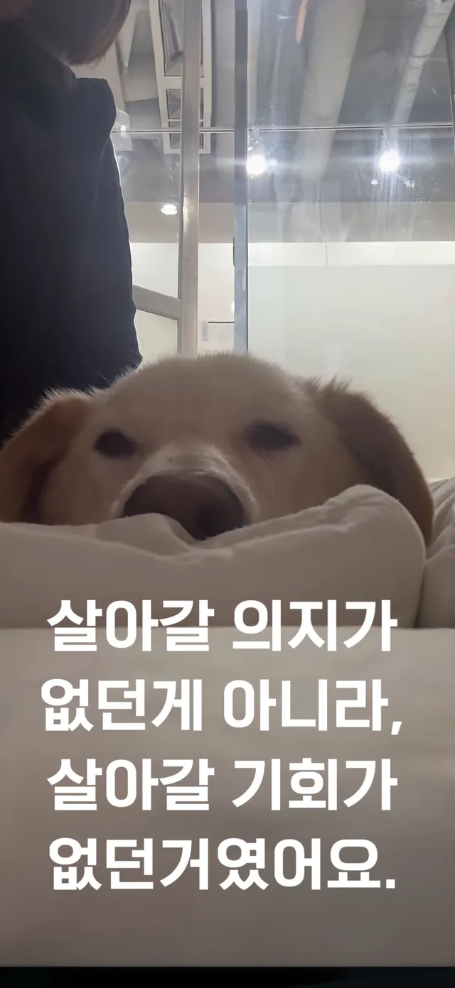 살아갈 의지가 없던게 아니라, 살아갈 기회가 없던 거 였어요.