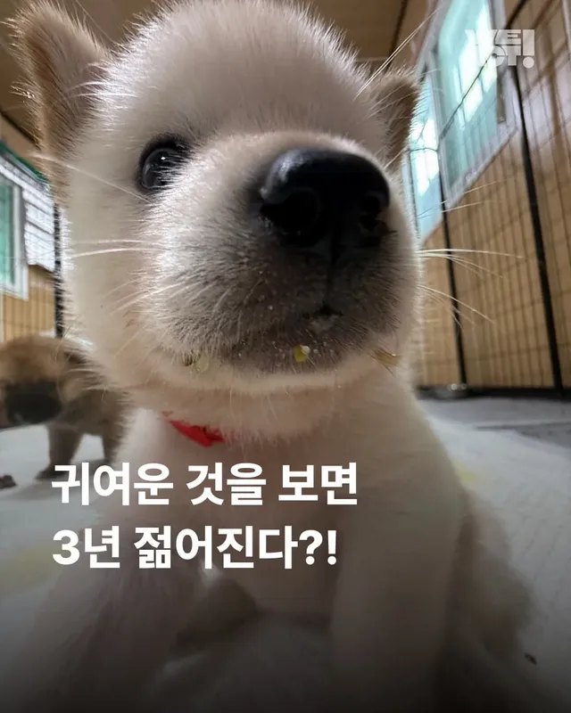 귀여운 것을 보면 3년 젊어진다 ?!