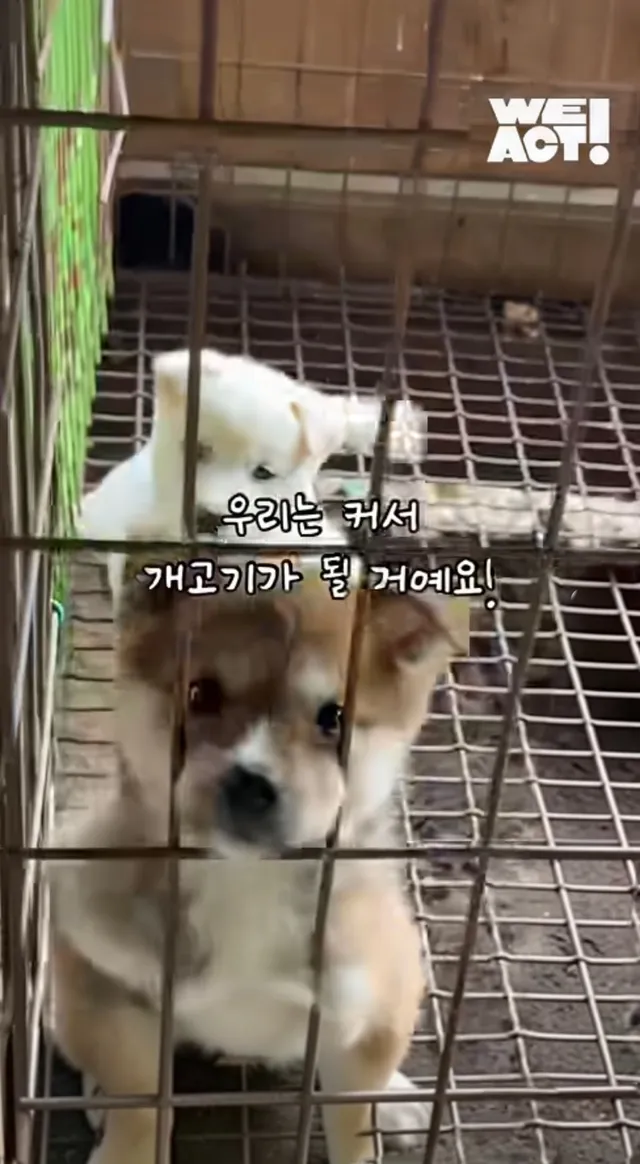 우리는 커서 개고기가 될 거에요!