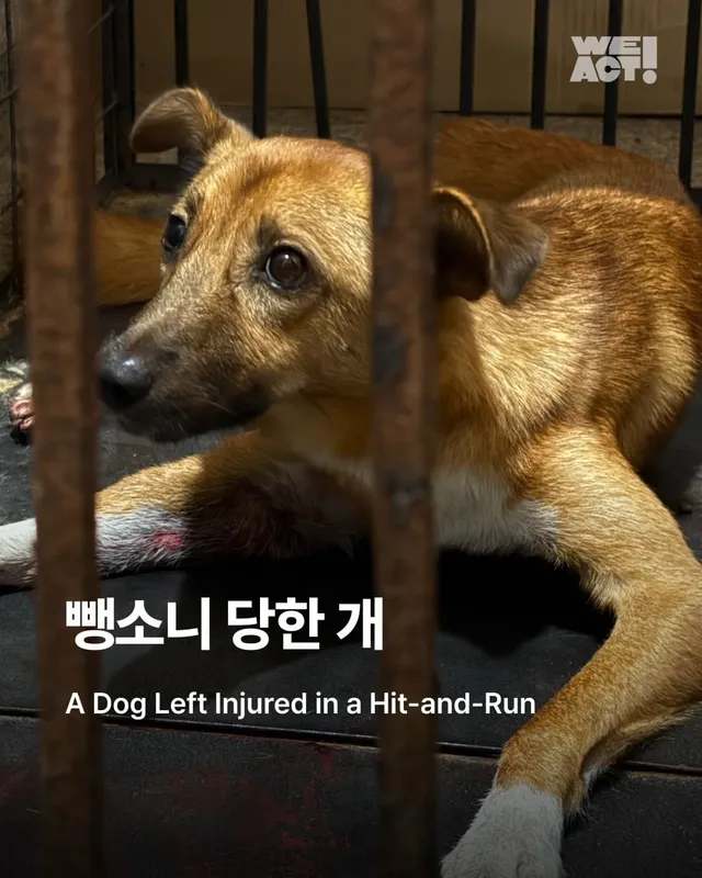 뺑소니 당한 개에게 찾아온 놀라운 기적