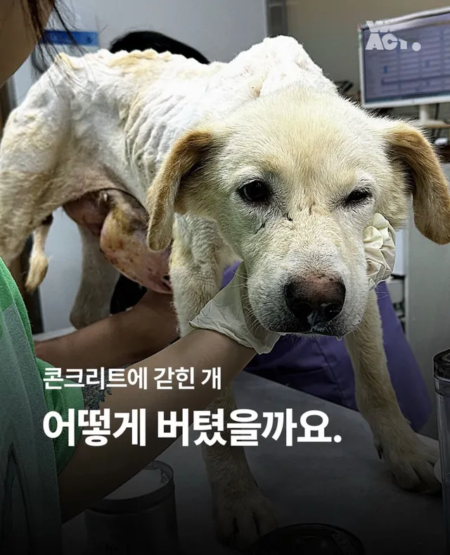 콘크리트에 갇힌개 위액트 희망이와 차안에 갇힌 리트리버 위액트 영웅이의 소식을 전합니다.