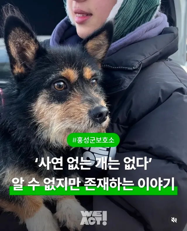 사연 없는 개는 없다