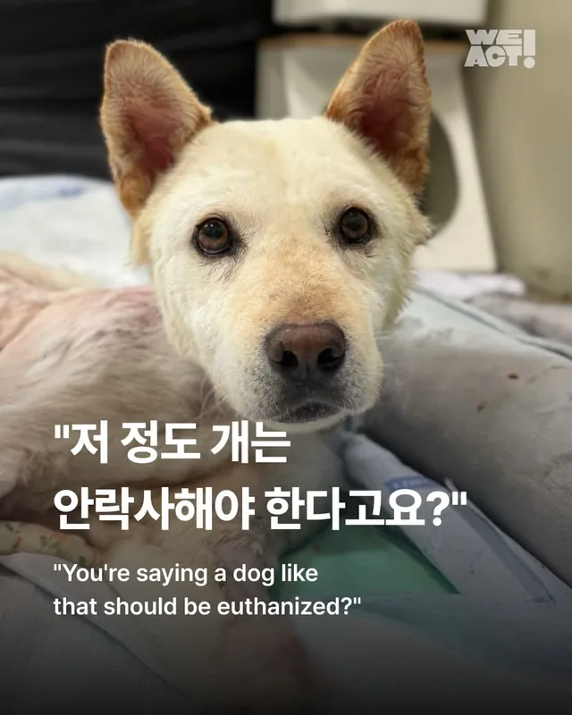 "저 정도 개는 안락사해야 한다고요?"