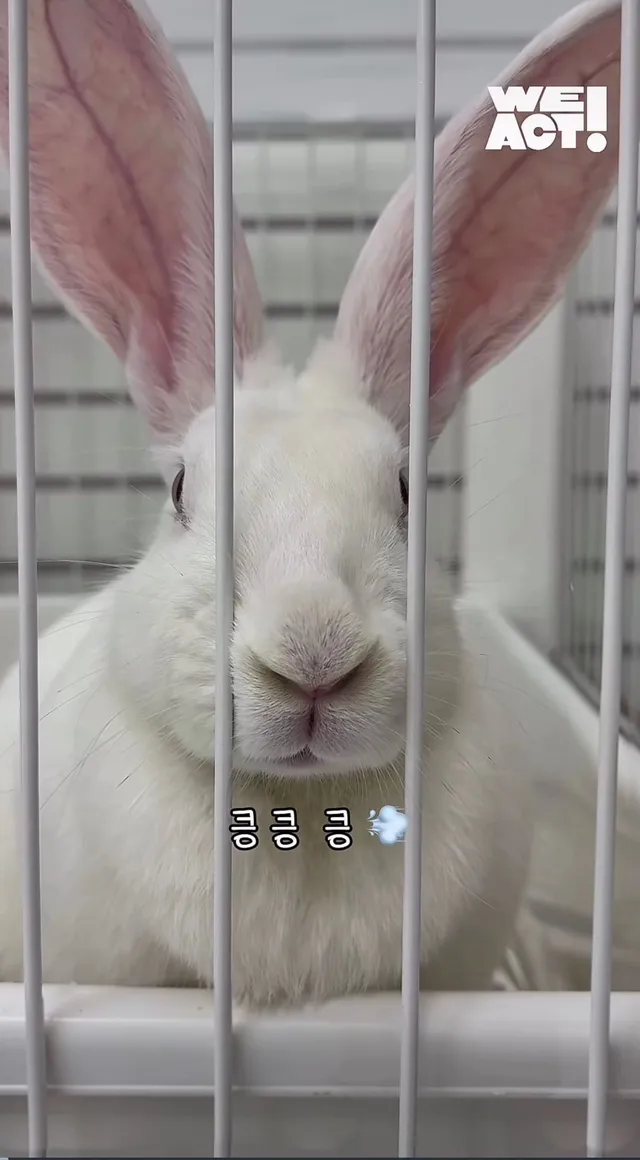 귀여운 토끼와 눈이 마주치셨나요?