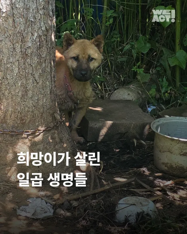 희망이가 살린 일곱 생명들
