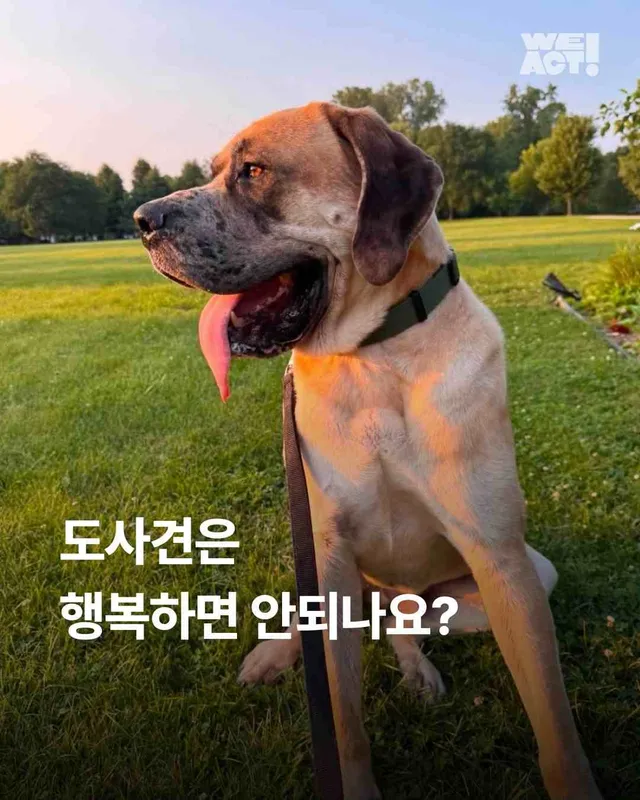도사견은 행복하면 안 되나요?