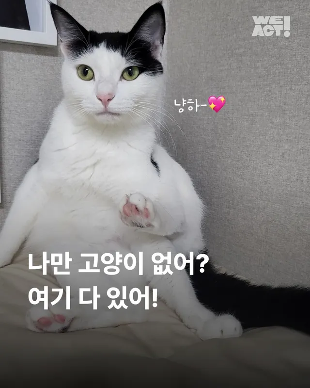 나만고양이 없어?