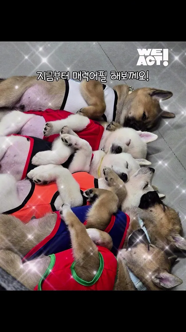 레임이 아기천사들의 가족을 찾아요